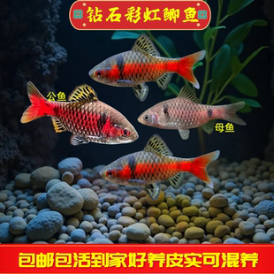 钻石彩虹鲫冷水耐寒好养原生鱼溪流缸小型鱼活体群游观赏鱼可混养