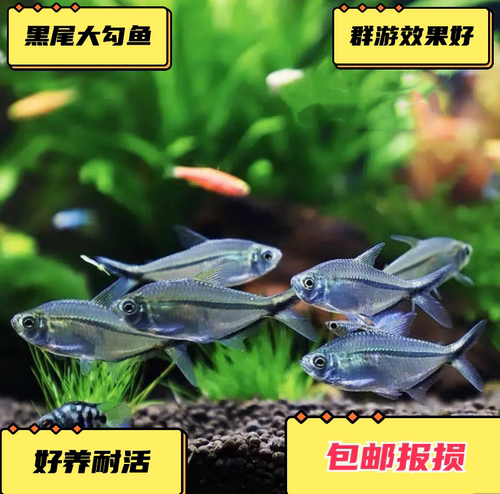 黑尾大勾活体观赏鱼好养群游