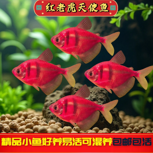 红老虎天使鱼观赏鱼大号淡水热带鱼小型多彩老虎天使活体好养耐活