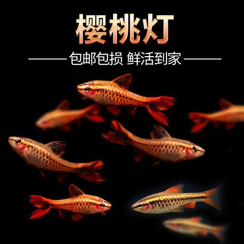 红玫瑰鱼樱桃灯鱼淡水热带观赏鱼