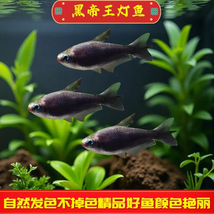 黑帝王灯鱼热带观赏鱼草缸群游好养耐活灯科鱼活体不掉色