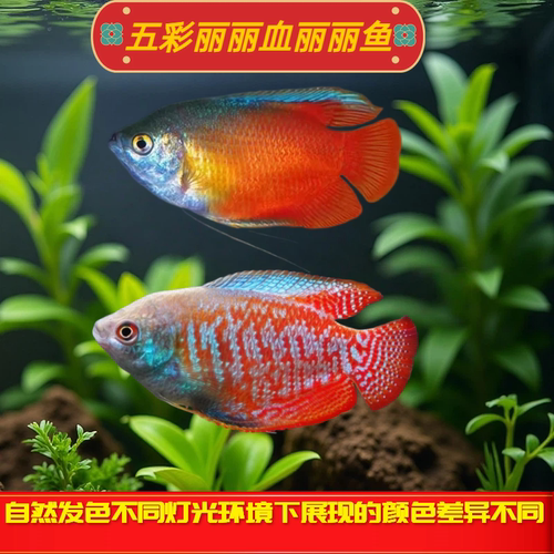 血丽丽鱼五彩丽丽练手小型鱼好养