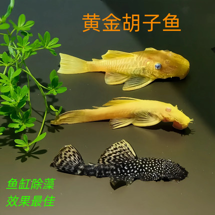 黄金胡子鱼除藻鱼草缸观赏鱼活体专清丝藻毛藻工具鱼小型清洁鱼
