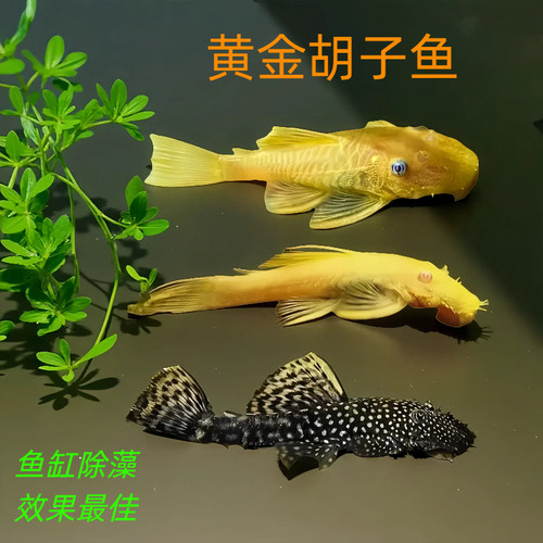 黄金胡子鱼除藻鱼草缸观赏鱼