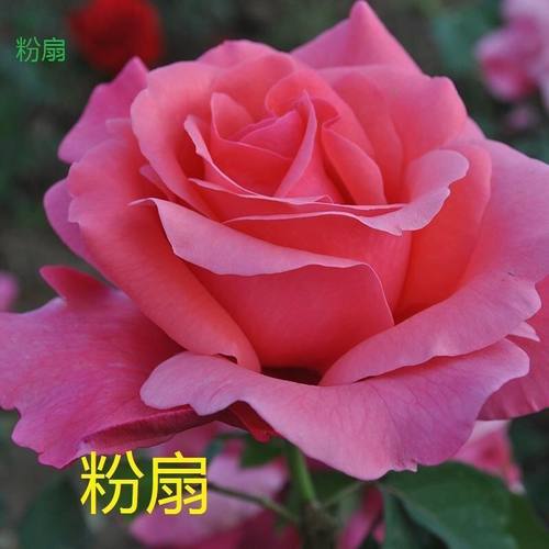 粉扇月季花苗碗口大花四季开浓香特大花庭院阳台花卉植物玫瑰盆栽
