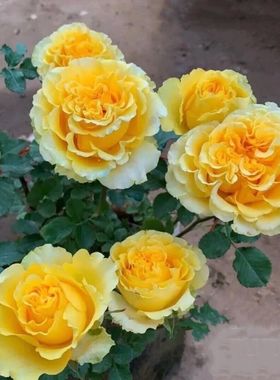 【贝壳月季花】大花浓香开花亮黄色波浪边四季盆栽花卉植物玫瑰