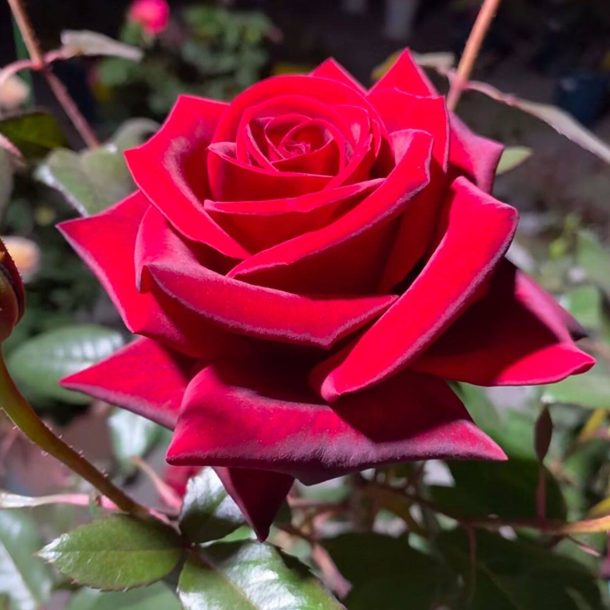 黑魔术玫瑰花月季灌木大花月季苗切花月季花苗盆栽四季开花玫瑰