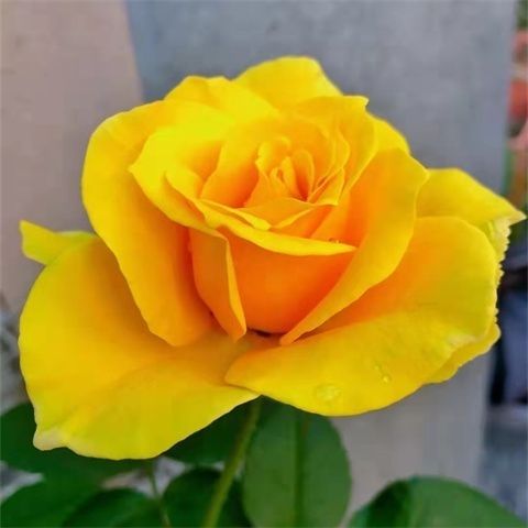 金凤凰月季大花浓香四季观花植物玫瑰花盆栽绿植阳台花卉原盆原土图片