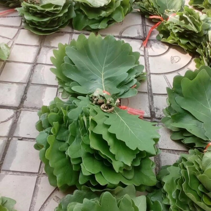 2026年新鲜干粽叶槲树叶玻璃树叶胡叶菠萝树叶植物叶子全国包邮