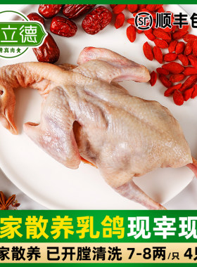 清真新鲜乳鸽农家散养活体