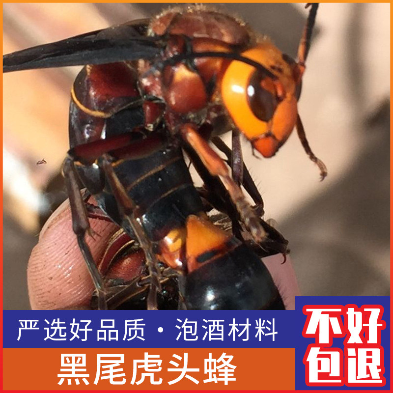广西大虎头蜂干货黑尾红娘金环虎头蜂胡蜂马蜂包邮