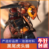 广西大虎头蜂干货黑尾红娘金环虎头蜂胡蜂马蜂 包邮