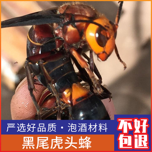 广西大虎头蜂干货黑尾红娘金环虎头蜂胡蜂马蜂包邮