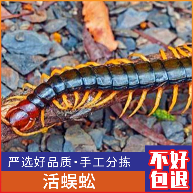 广西活红头蜈蚣泡酒材料可泡酒可泡茶油外用