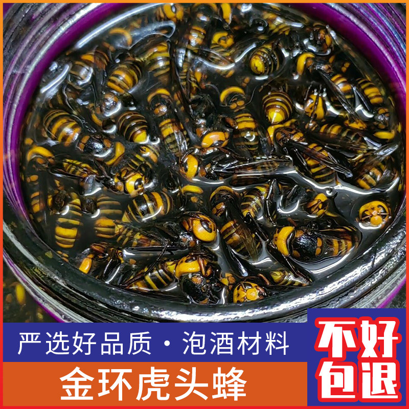 野生金环虎头蜂红娘马蜂中华大虎头蜂500克现抓新鲜活体泡酒材料