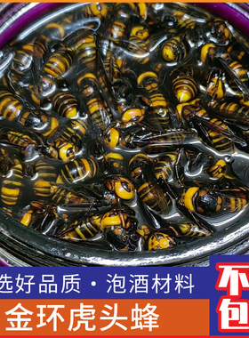 野生金环虎头蜂红娘马蜂中华大虎头蜂500克现抓新鲜活体泡酒材料