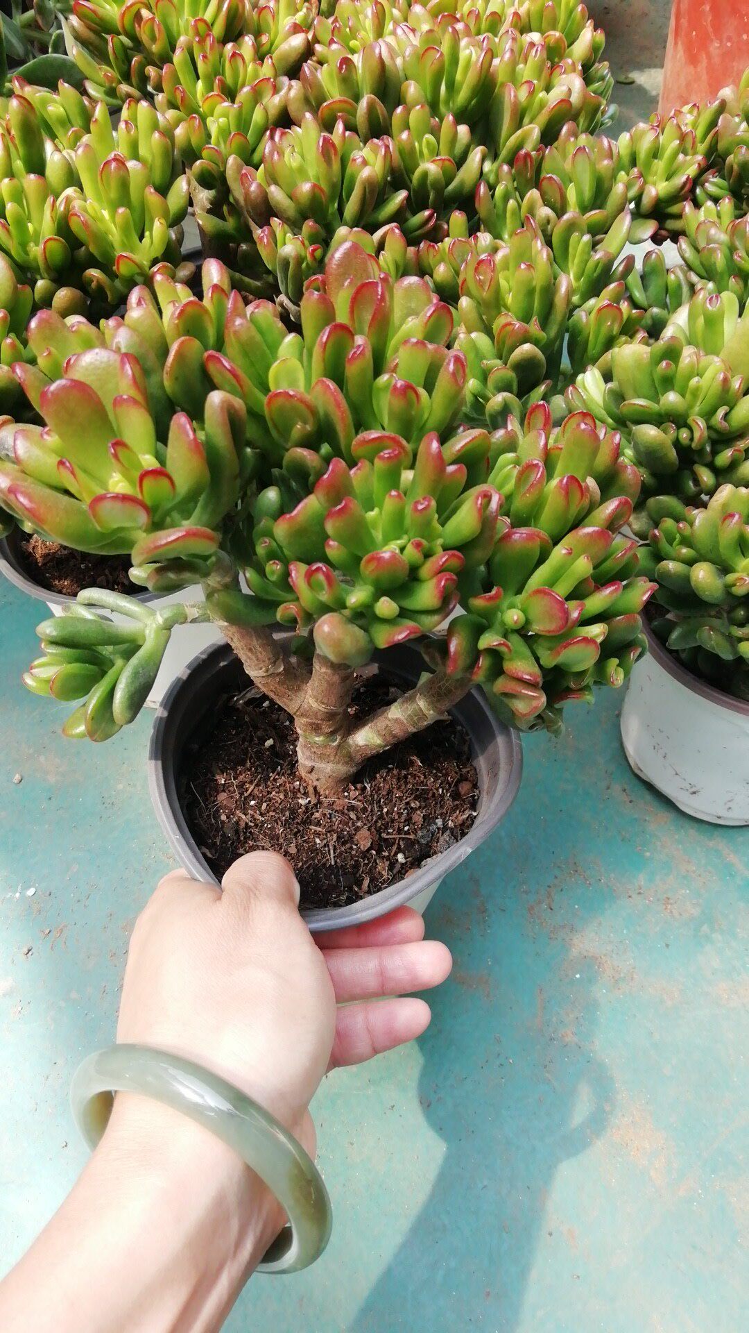 玉树花月老桩招财猫吸财树多肉植物好养盆栽系列盆景新手招财办公