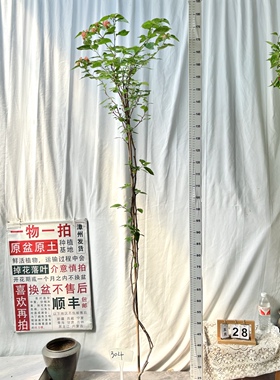 高飘【阿奴娜】304漳州三角梅原生带盆土一物一拍四季勤花阳台