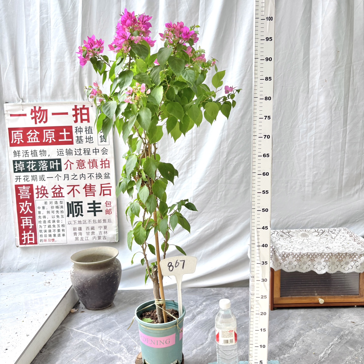 小高飘【粉狐狸】867一物一拍漳州三角梅原生带盆土四季勤花