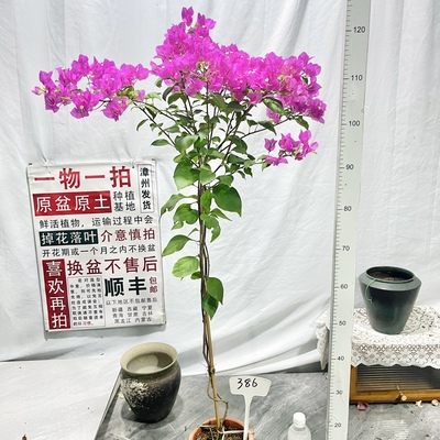 高飘【魅惑公主】386一物一拍漳州三角梅原生带盆土四季勤花阳台