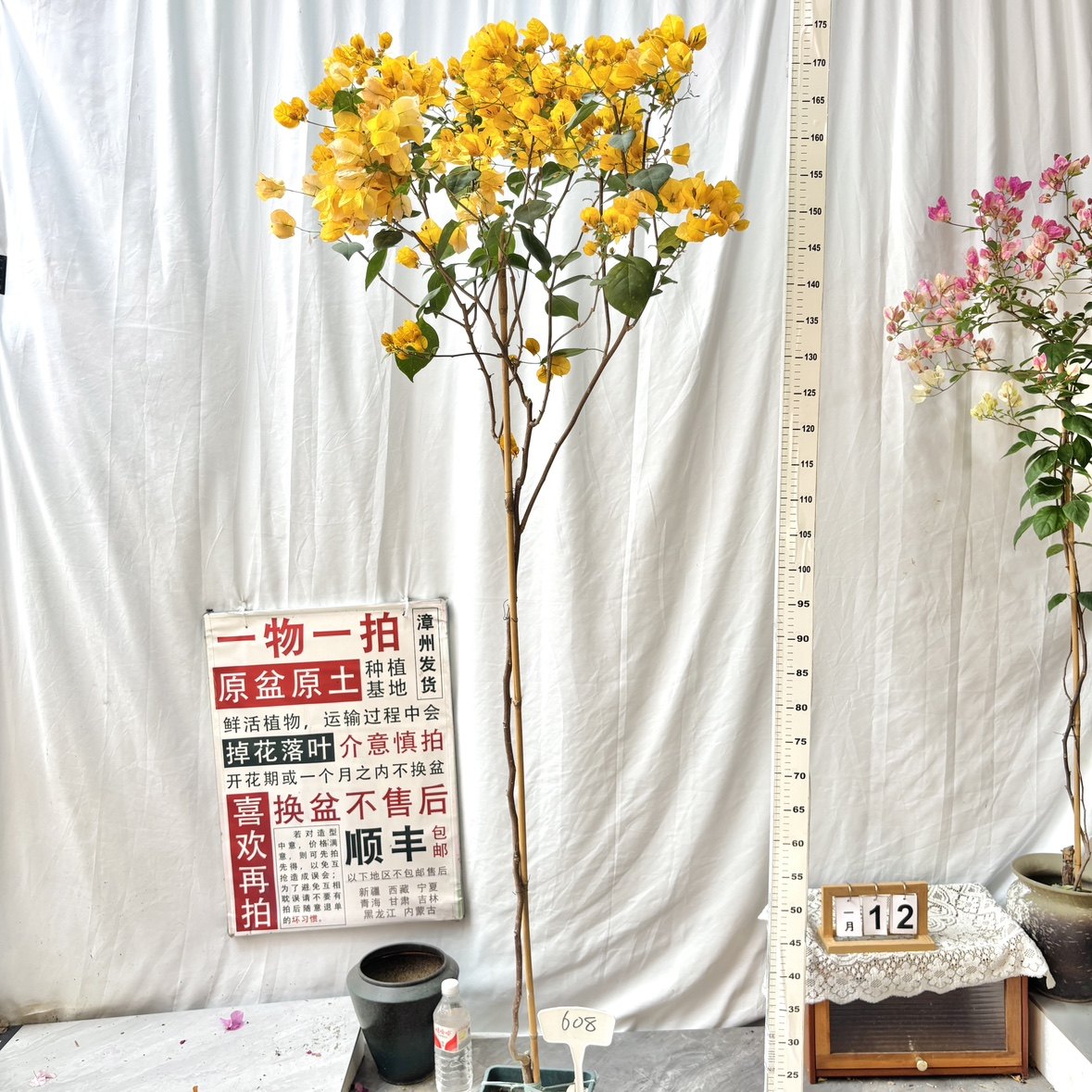 高飘【返祖浅黄】608漳州三角梅原生原盆原土带花一物一拍阳台,鲜花速递/花卉仿真/绿植园艺,绣球/木绣球/木本植物,淘宝优惠券,粉丝福利购,淘宝优惠卷