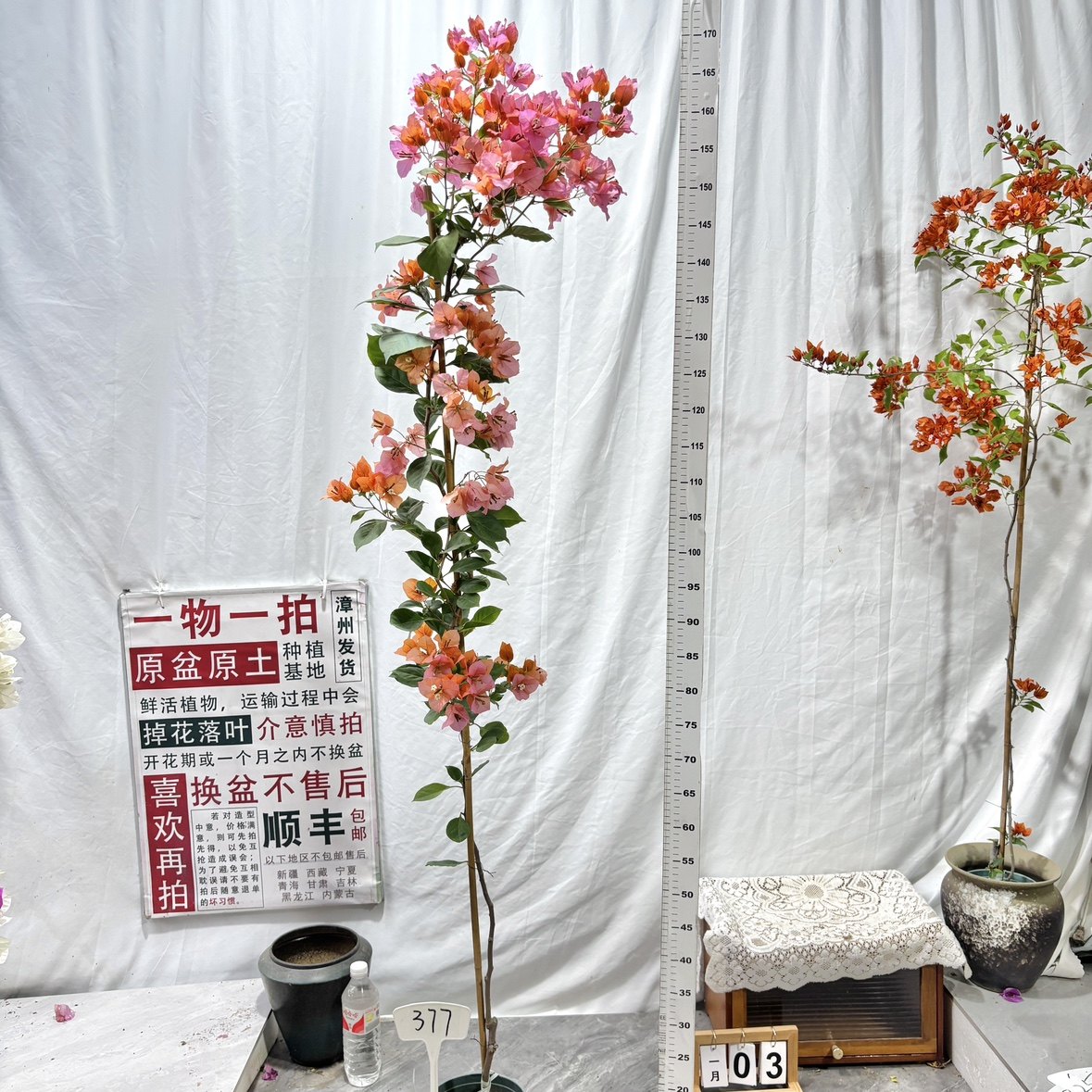 高飘【变色龙】377漳州三角梅原生原盆原土一物一拍四季勤花,鲜花速递/花卉仿真/绿植园艺,绣球/木绣球/木本植物,淘宝优惠券,粉丝福利购,淘宝优惠卷