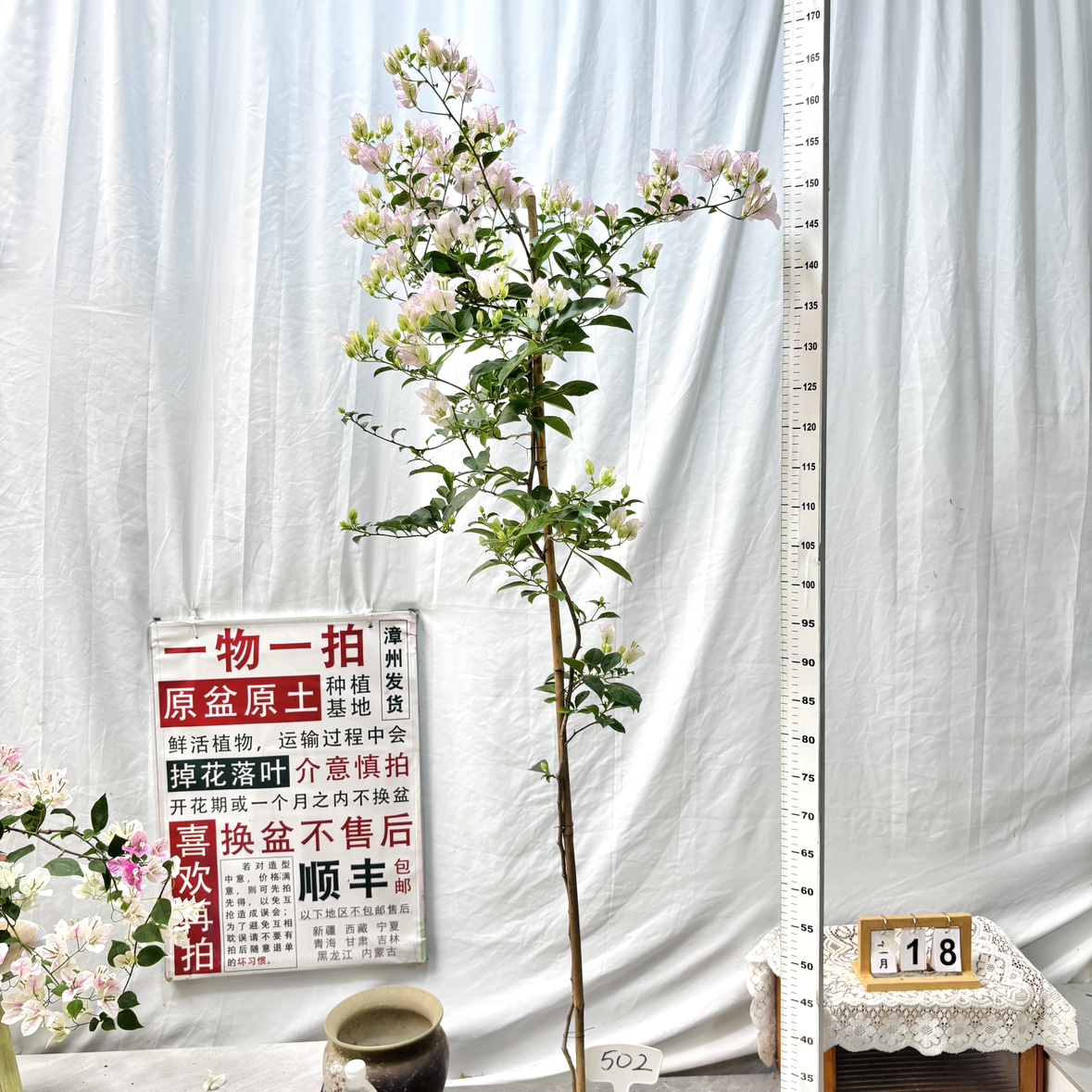 高飘【丽娜】502一物一拍漳州三角梅原生带盆土四季勤花阳台