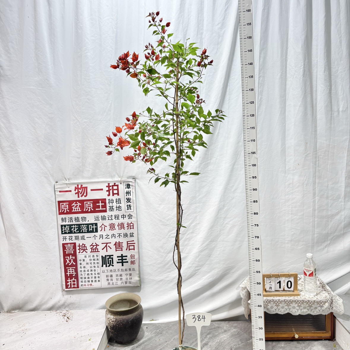 高飘【热火桑巴】384一物一拍漳州三角梅原生带盆土四季勤花阳台