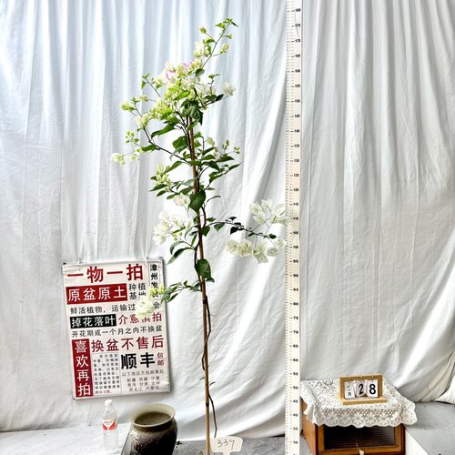 高飘【口红】339一物一拍漳州三角梅原生带盆土四季勤花阳台