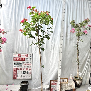 高飘【同安红】631一物一拍漳州三角梅原生带盆土四季勤花阳台