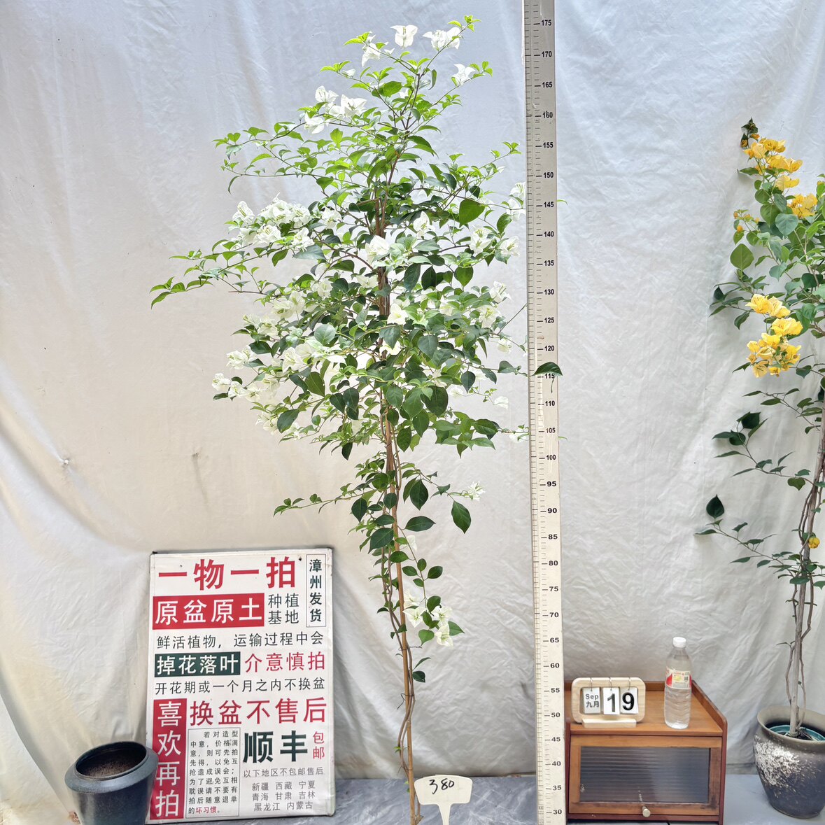 高飘【白雪公主】380漳州三角梅一物一拍原生带盆土四季勤花阳台