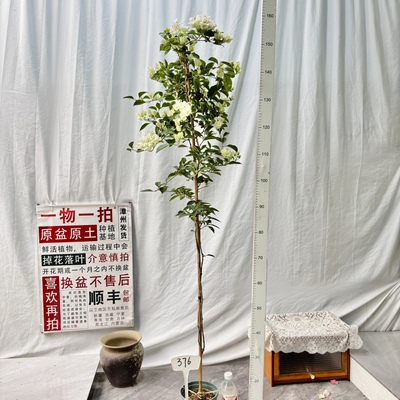 高飘【丽娜】376一物一拍漳州三角梅原盆土庭院四季勤花阳台