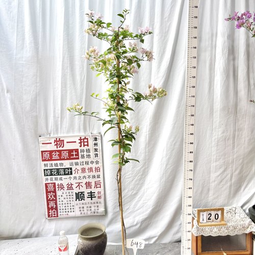 高飘【苹果花】648一物一拍漳州三角梅原盆土四季勤花阳台庭院