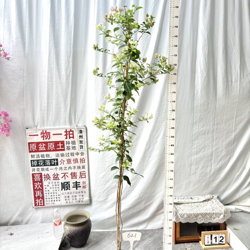 高飘【苹果花】621一物一拍漳州三角梅原生带盆土四季勤花