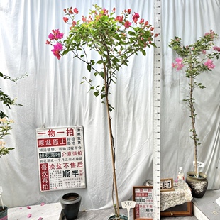 高飘【同安红】383 漳州三角梅一物一拍原生原盆土四季勤花阳台