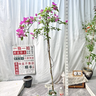 高飘【洋红公主】368一物一拍漳州三角梅原生带盆四季勤花阳台