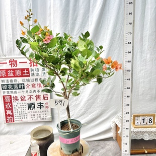 勤花一物一拍阳台 591漳州三角梅原生带盆土四季 棒棒糖 变色龙