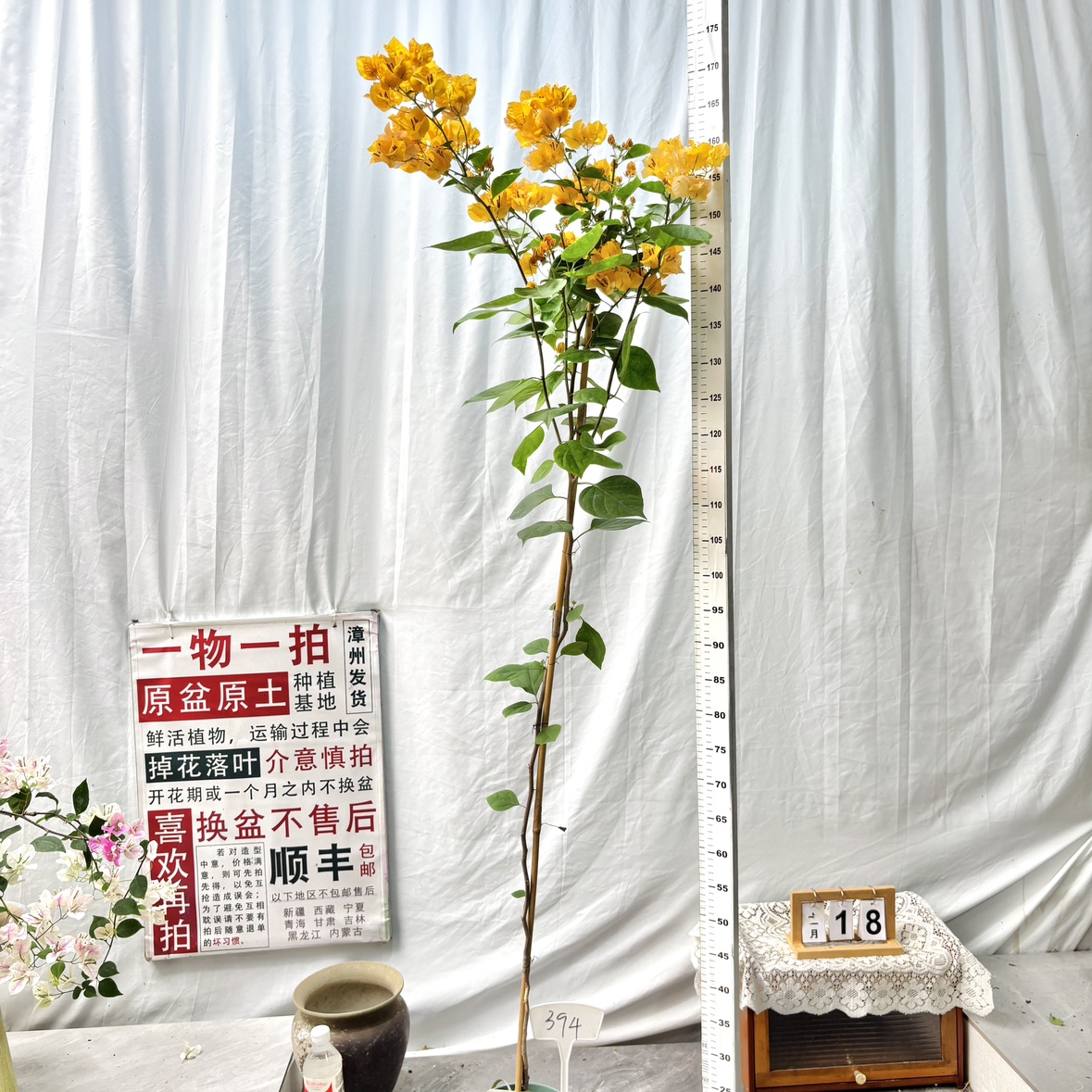 高飘【绿叶浅黄】394一物一拍漳州三角梅原生带盆土阳台四季勤花