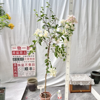 高飘【广红樱】386一物一拍漳州三角梅原生带盆土四季勤花阳台
