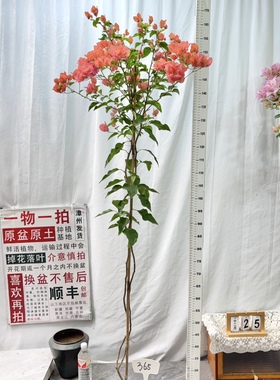 高飘【阿奴娜】365一物一拍漳州三角梅原生带盆土四季勤花阳