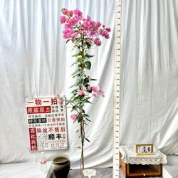 高飘【橙粉公主】325一物一拍漳州三角梅原生带盆土四季勤花阳台