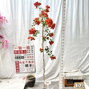 勤花阳台 341一物一拍漳州三角梅原生带盆土四季 高飘 热火桑巴