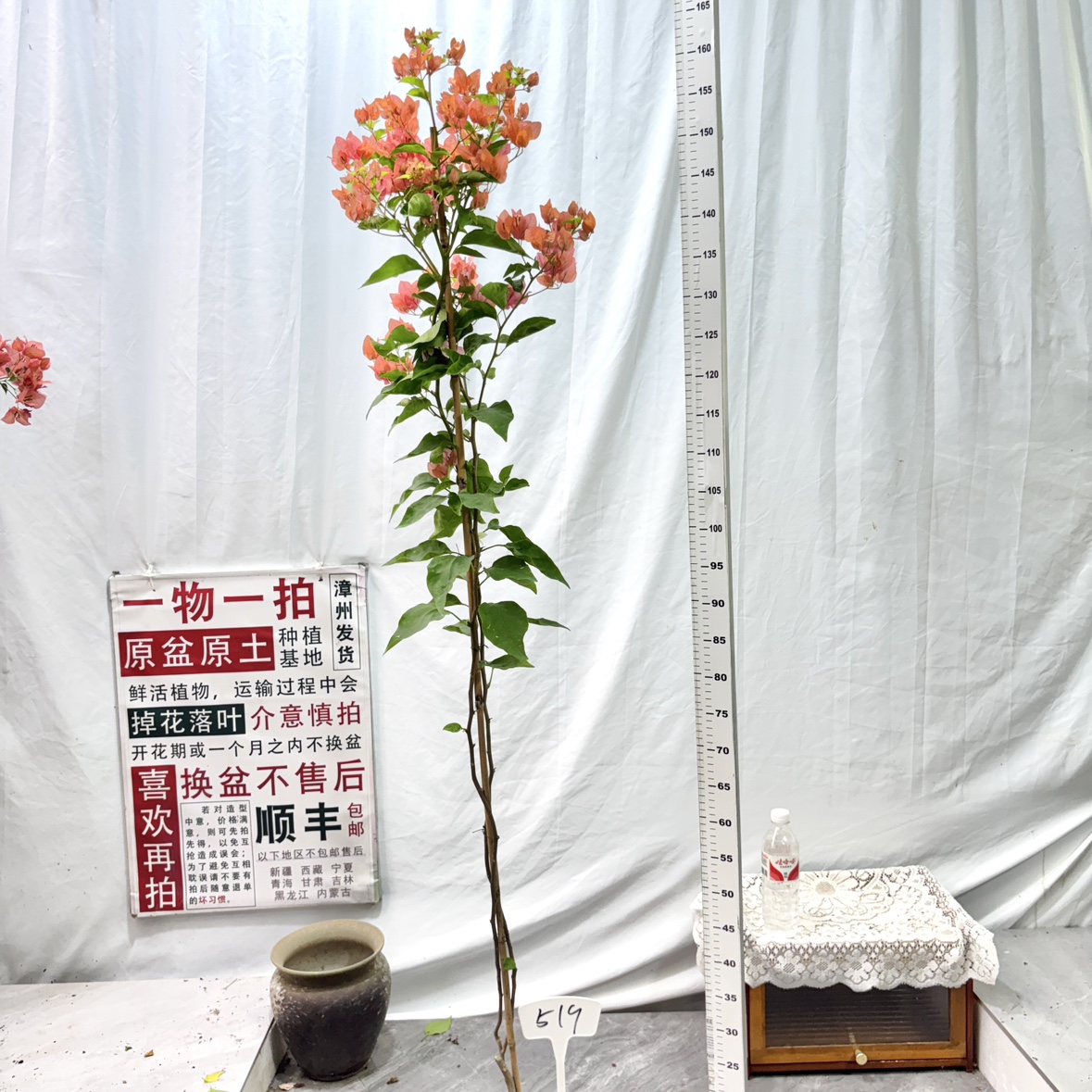 高飘【阿奴娜】519一物一拍漳州三角梅原生带盆土四季勤花阳台