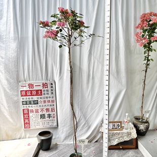 高飘【阿朱娜】334漳州三角梅原生带盆土一物一拍四季勤花庭院