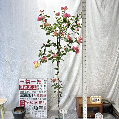 高飘【阿达娜】379漳州三角梅原生带盆土四季勤花一物一拍阳台