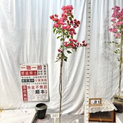高飘【不甜西瓜】643一物一拍漳州三角梅原生带盆土四季勤花阳台