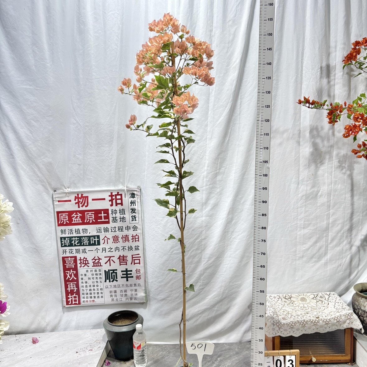 高飘【马斯】501一物一拍漳州三角梅带盆土四季开花勤花阳台,鲜花速递/花卉仿真/绿植园艺,绣球/木绣球/木本植物,淘宝优惠券,粉丝福利购,淘宝优惠卷