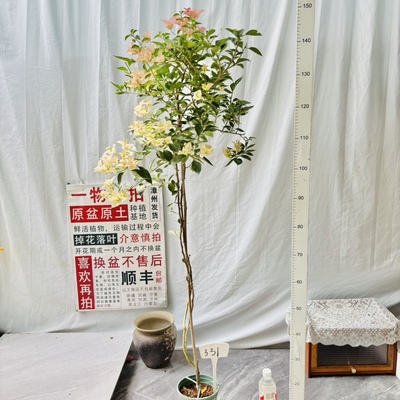高飘【卡亚塔】331一物一拍漳州三角梅原生带盆土四季勤花阳台