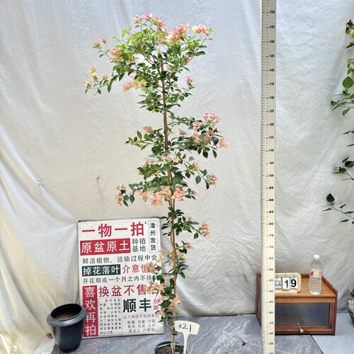 高飘【卡亚塔】321一物一拍漳州三角梅原生带盆土阳台四季勤花