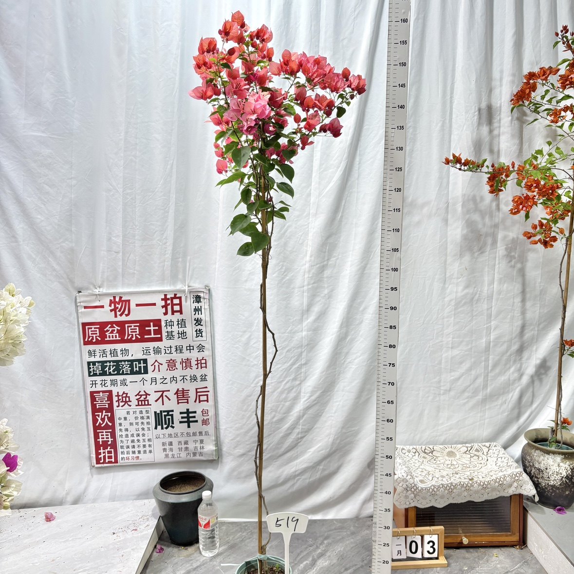 高飘【不甜西瓜】519一物一拍漳州三角梅原生带盆土四季勤花阳台,鲜花速递/花卉仿真/绿植园艺,绣球/木绣球/木本植物,淘宝优惠券,粉丝福利购,淘宝优惠卷